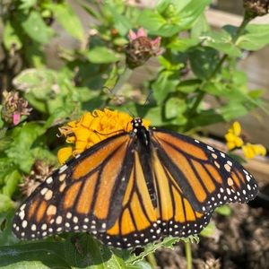 Meet your Posher, Bailey